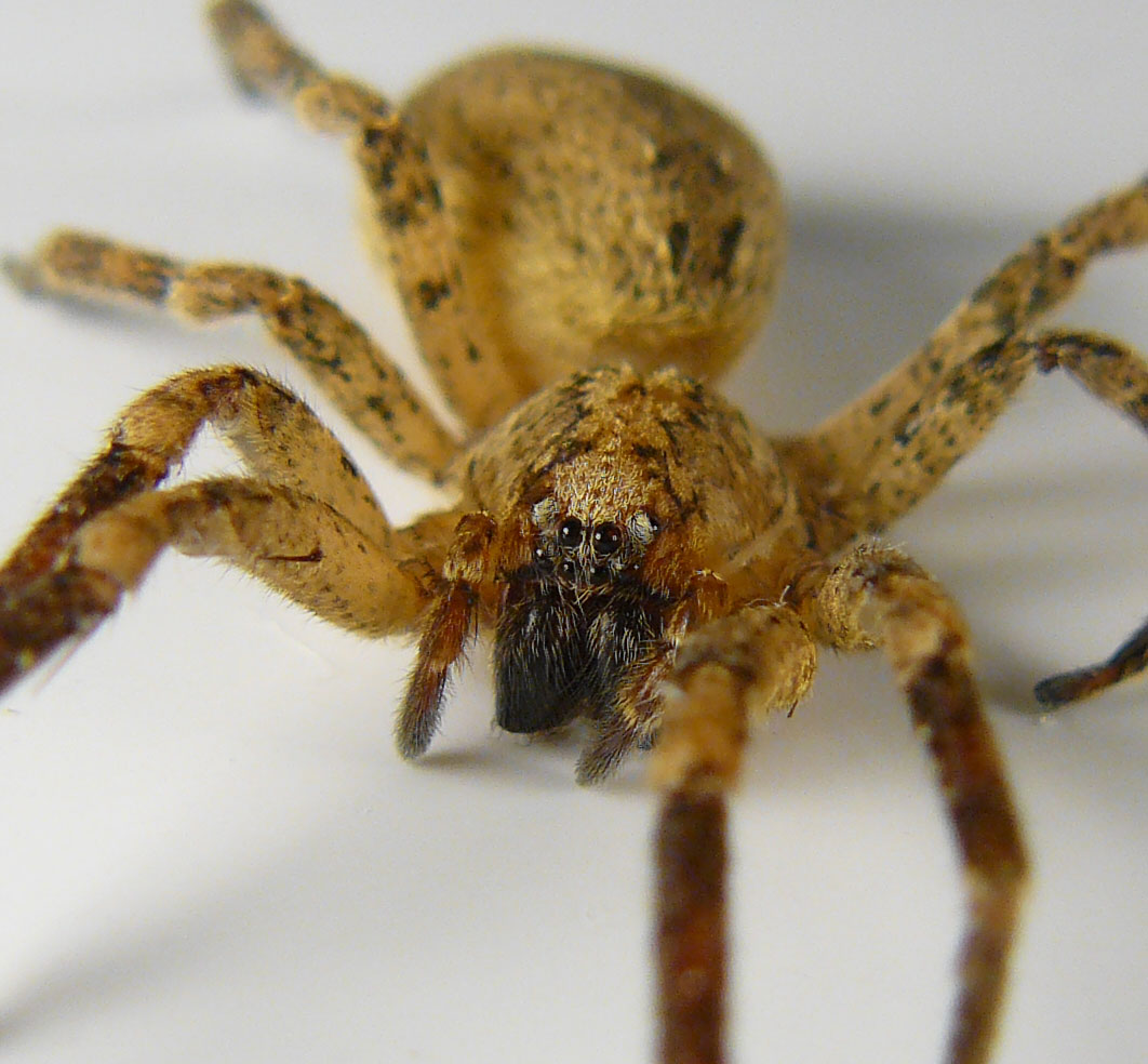 Zoropsis spinimana? - trovata morta