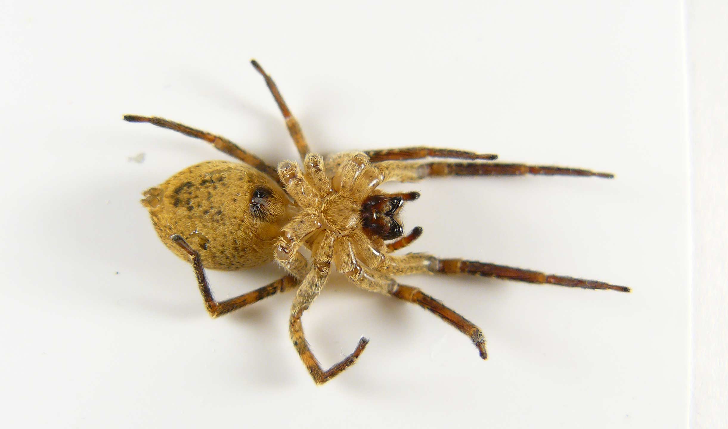 Zoropsis spinimana? - trovata morta