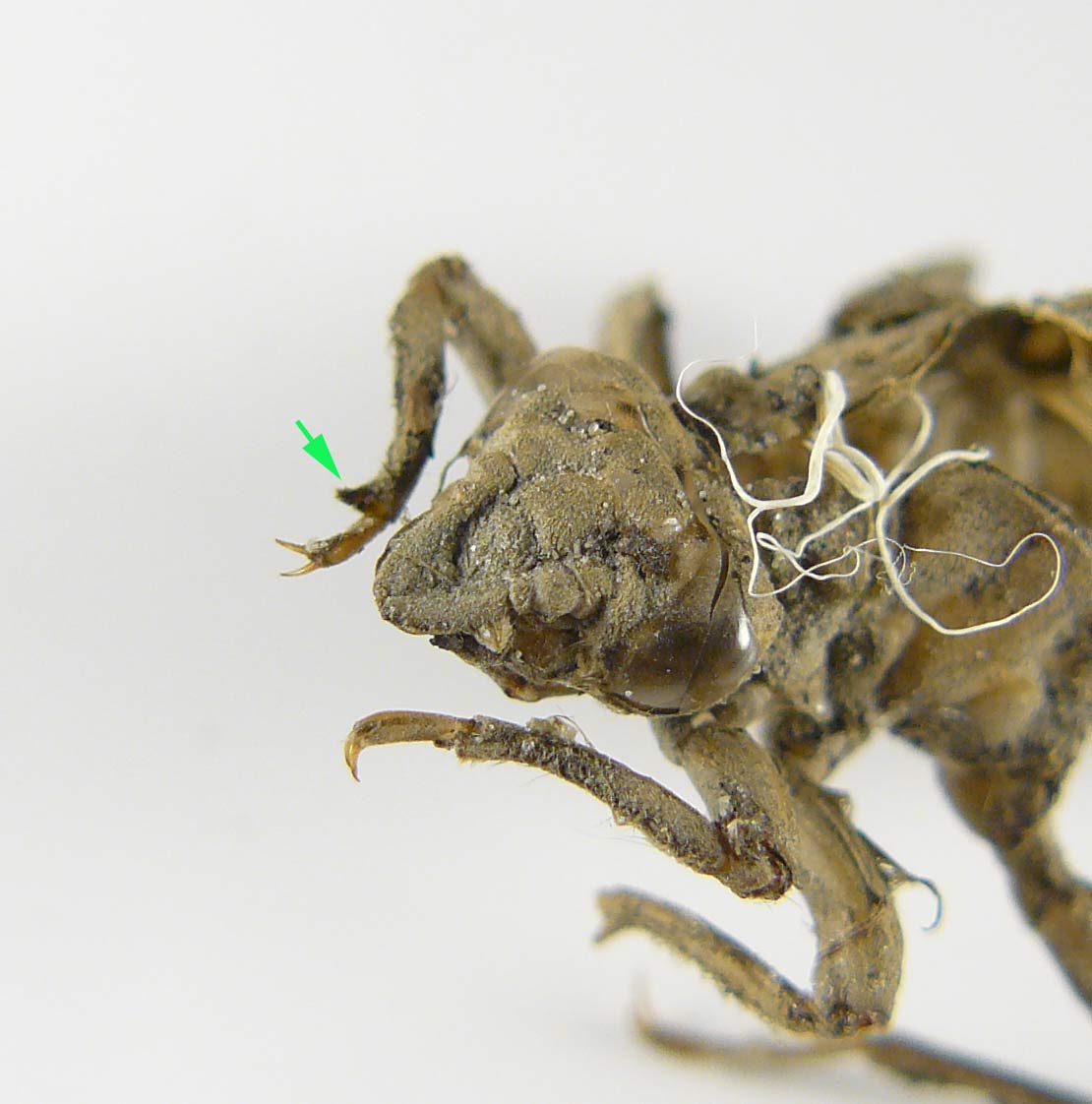 Exuvia di Gomphus vulgatissimus, femmina e maschio