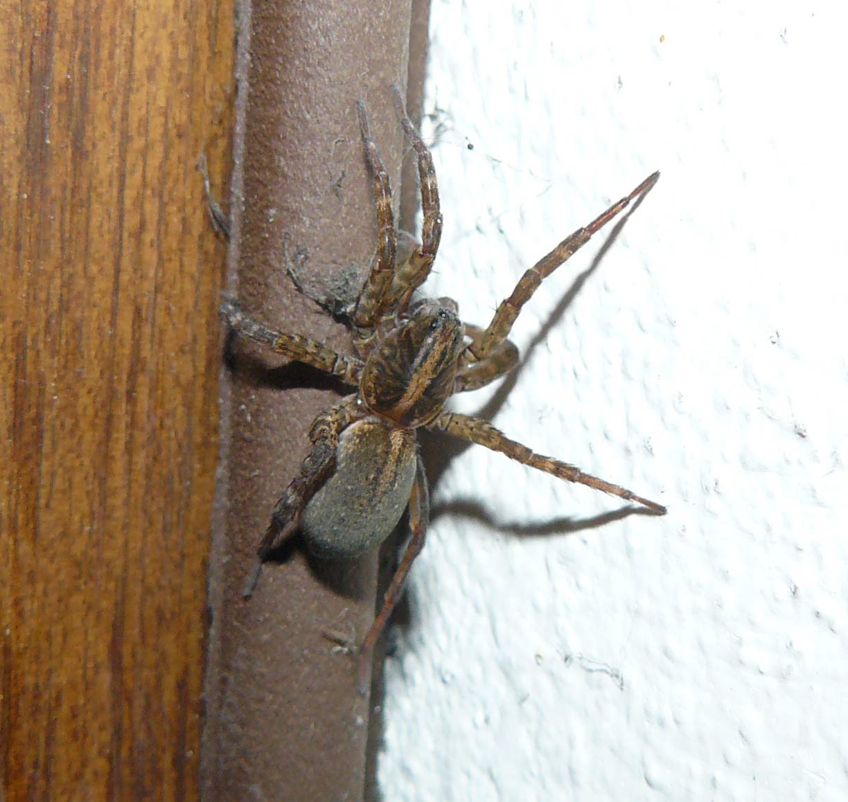Trochosa sp.