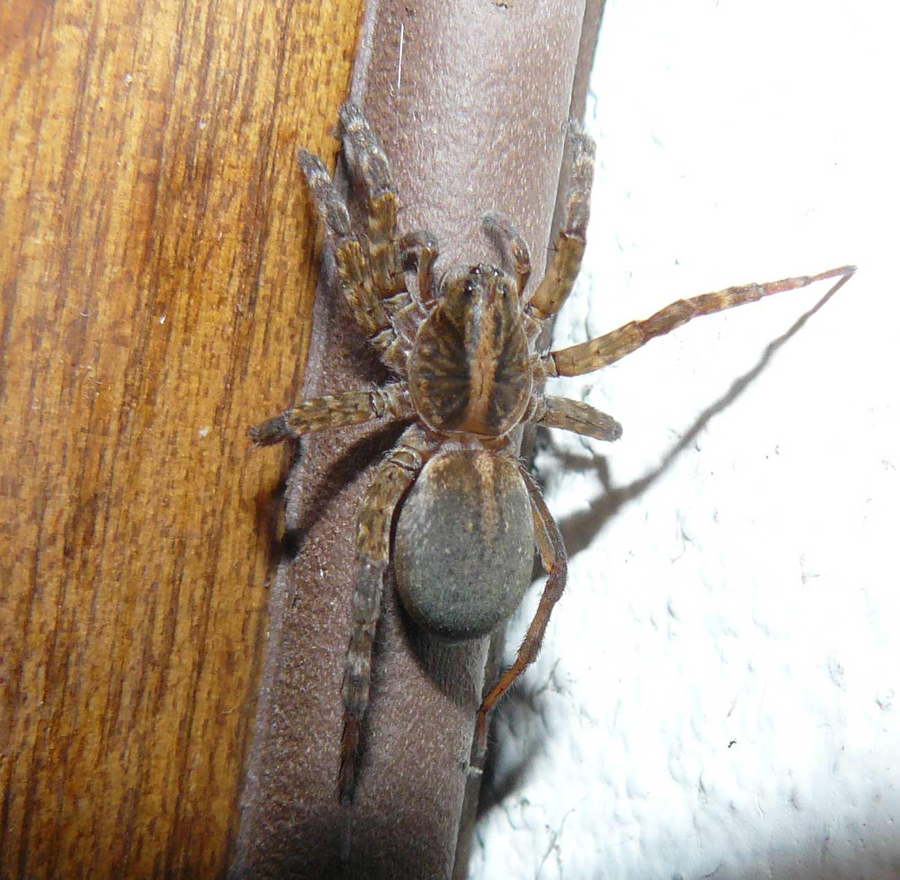 Trochosa sp.