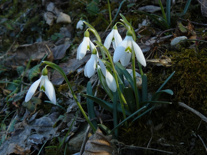 Galanthus nivalis