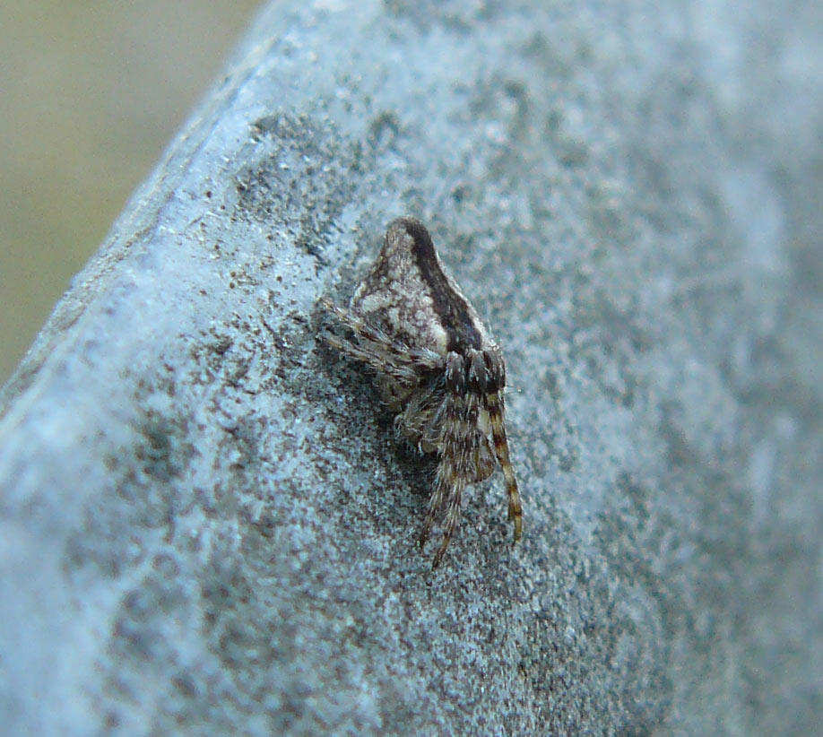Cyclosa sp.