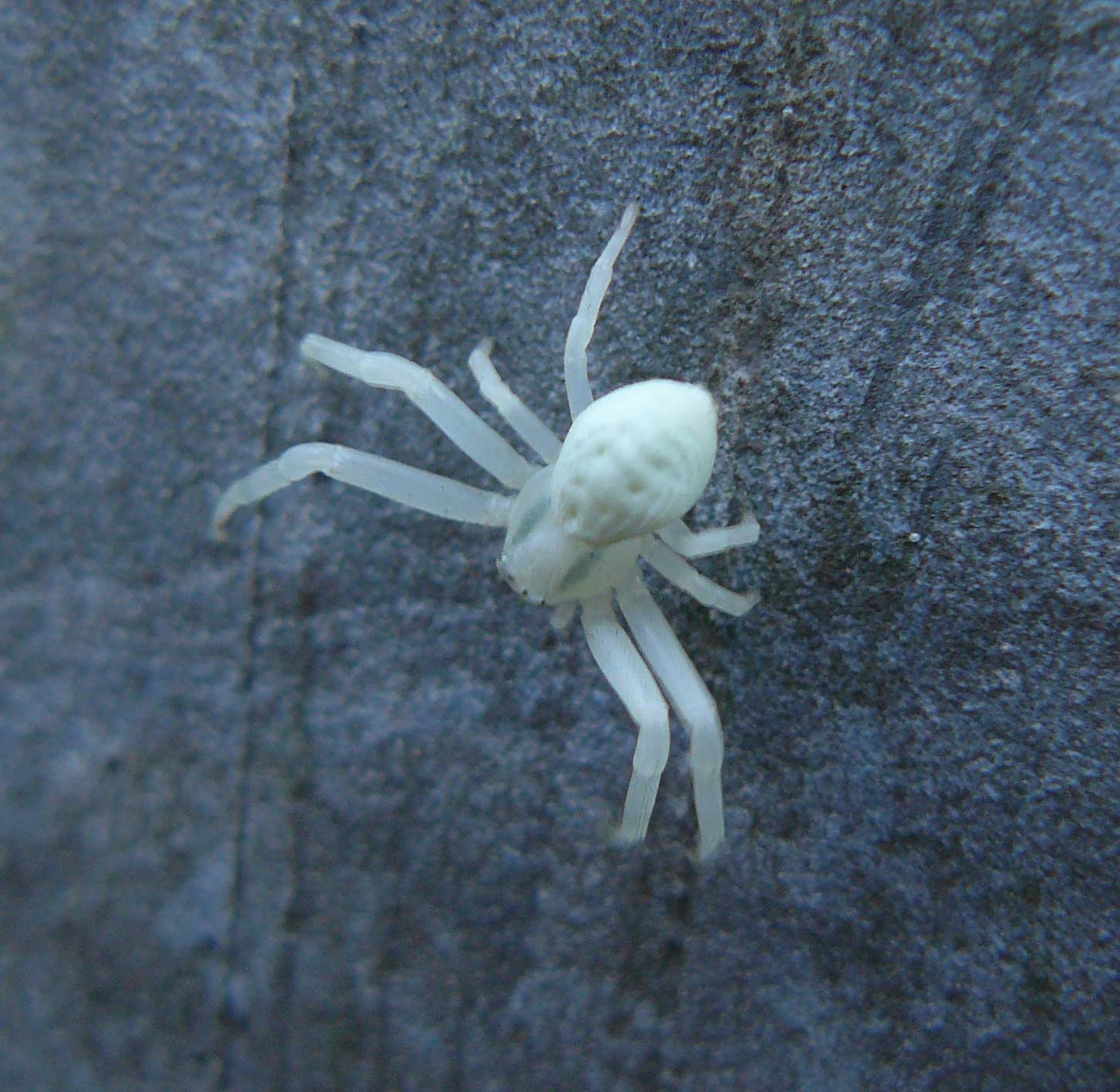 Misumena vatia