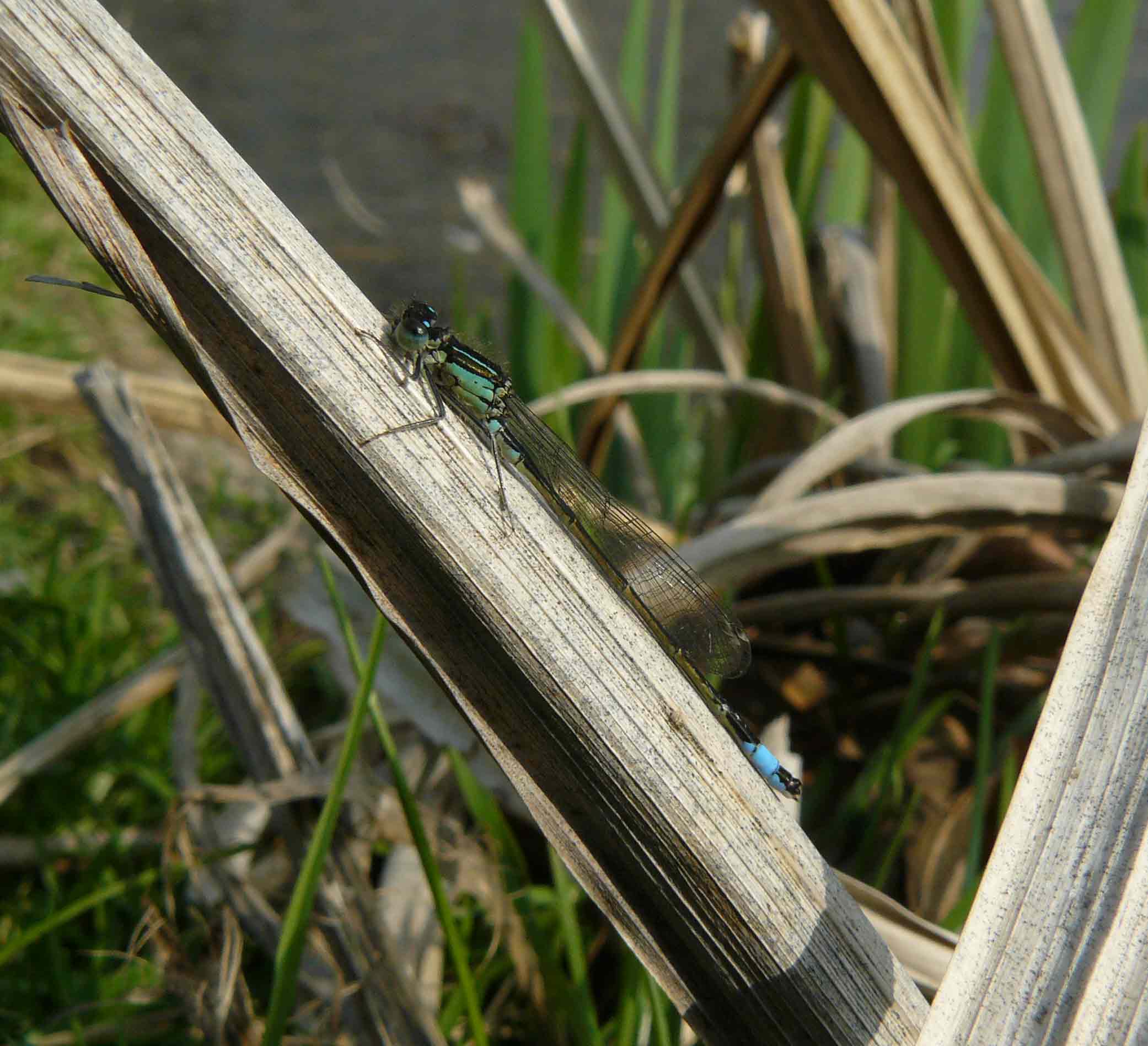 Ischnura elegans