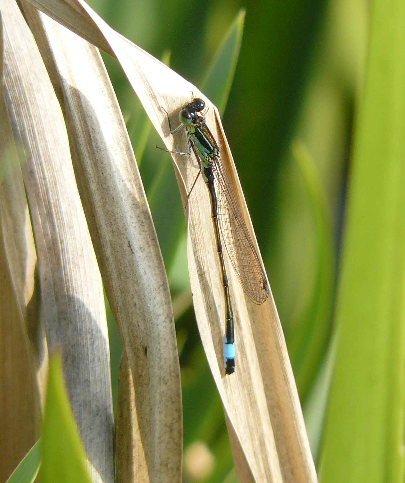 Ischnura elegans