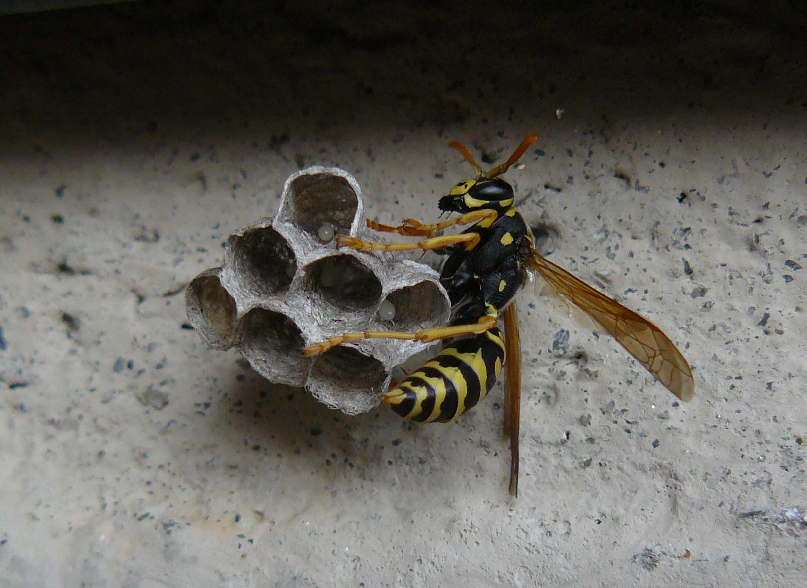 Polistes dominula