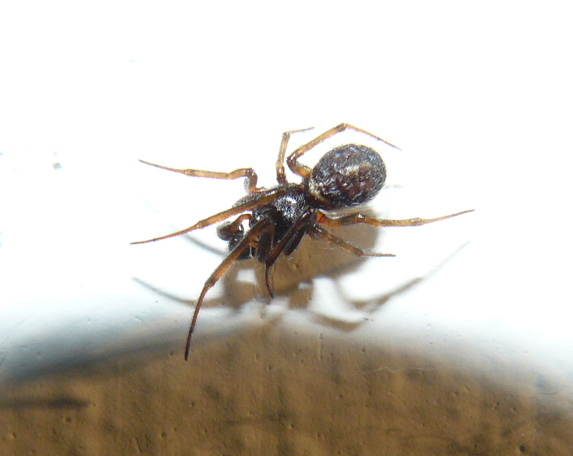 Steatoda bipunctata