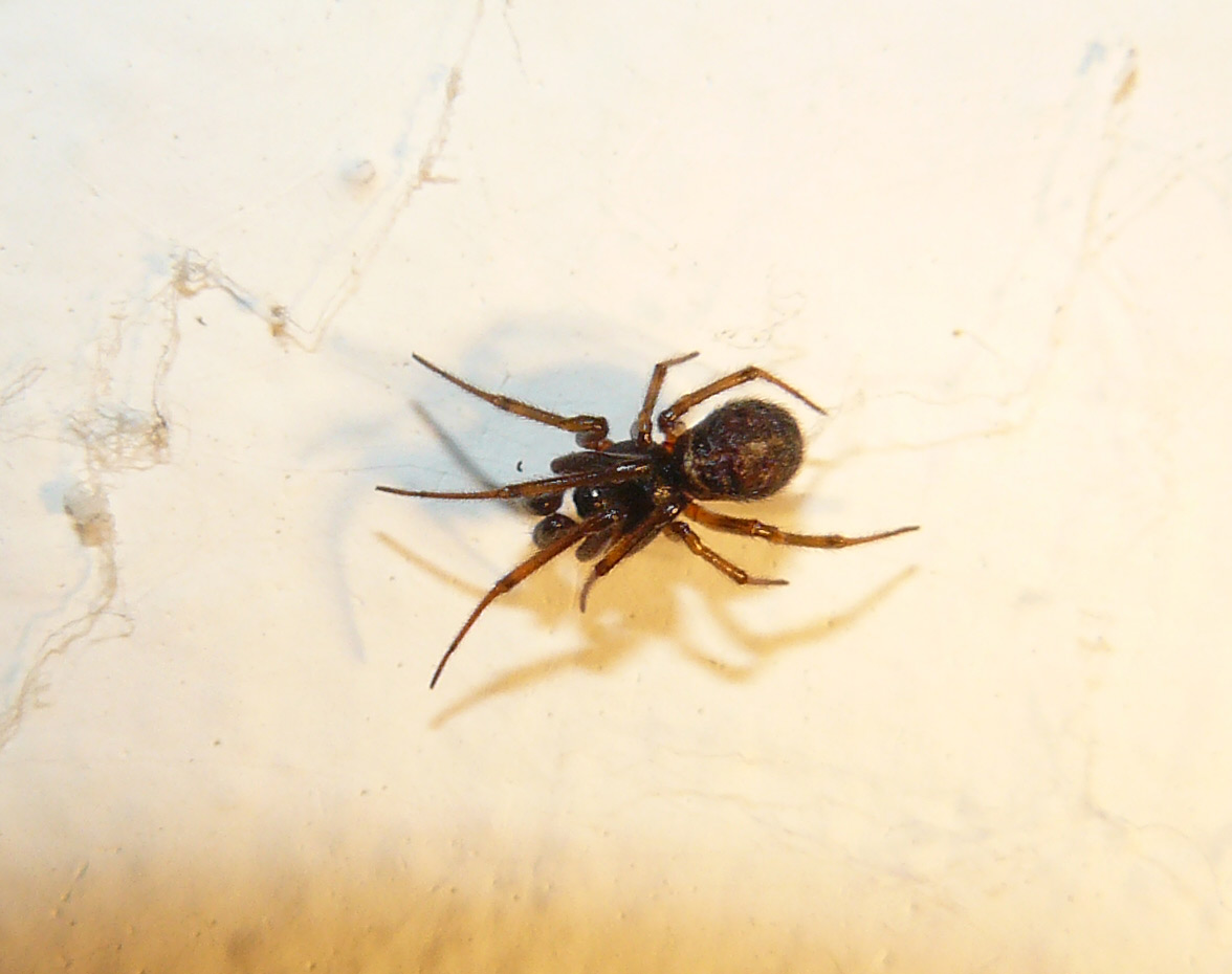 Steatoda bipunctata