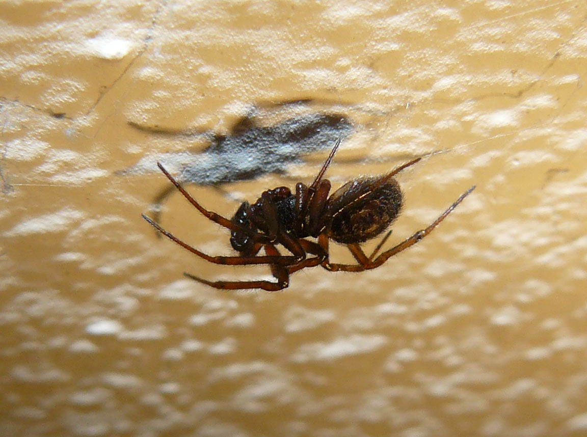 Steatoda bipunctata