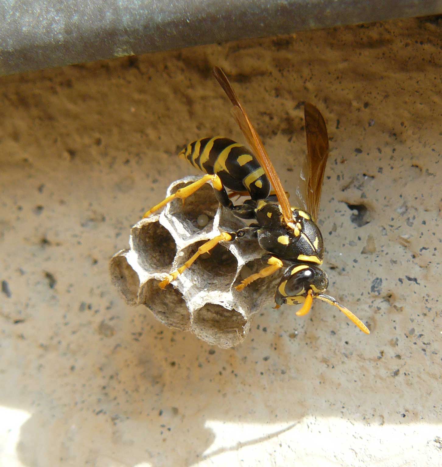 Polistes dominula