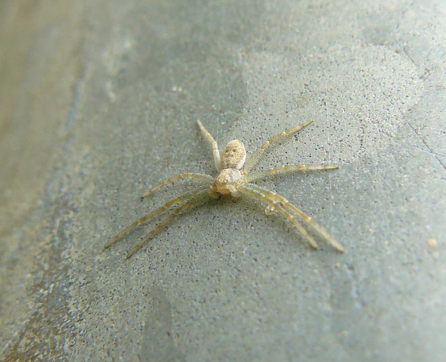 Philodromus sp.