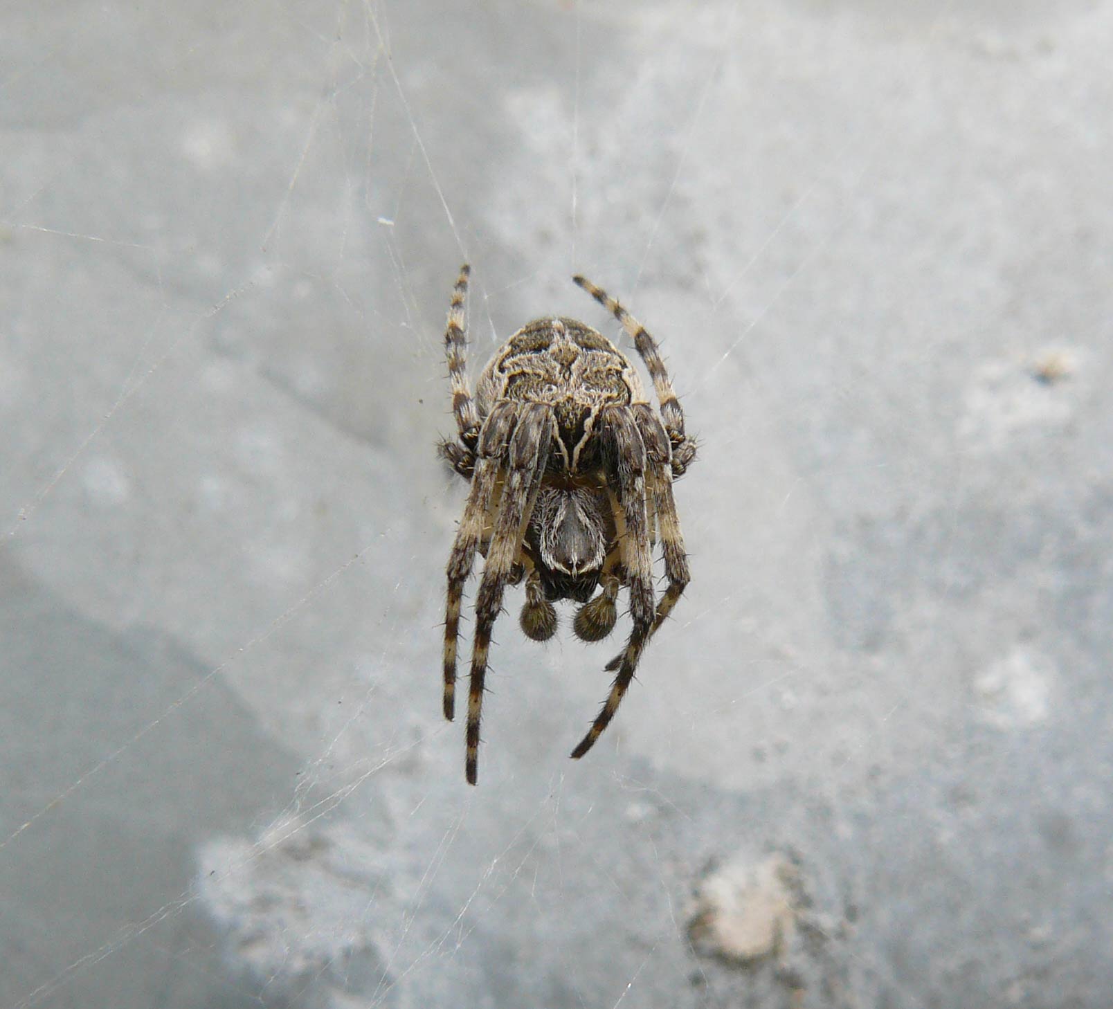 Larinioides sclopetarius