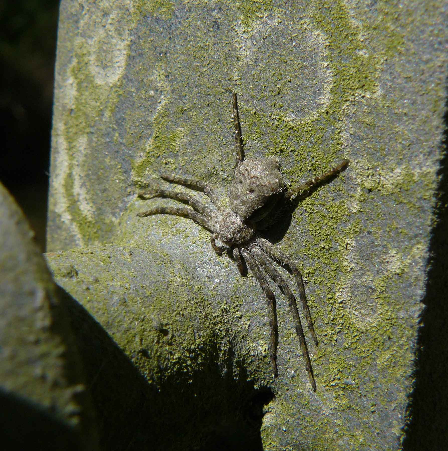 Philodromus margaritatus