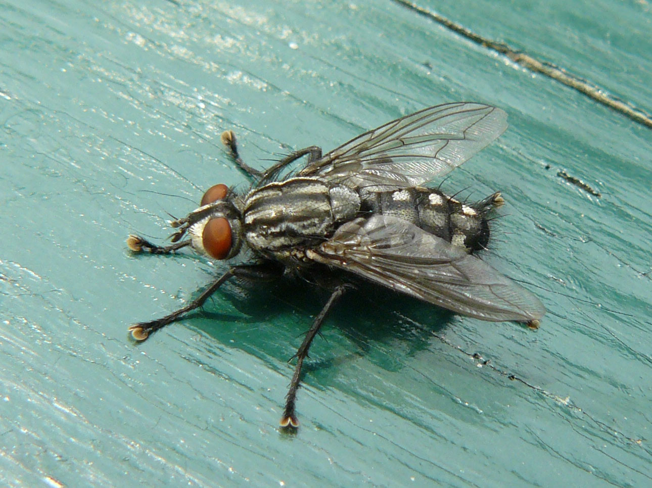 Sarcophaga sp?