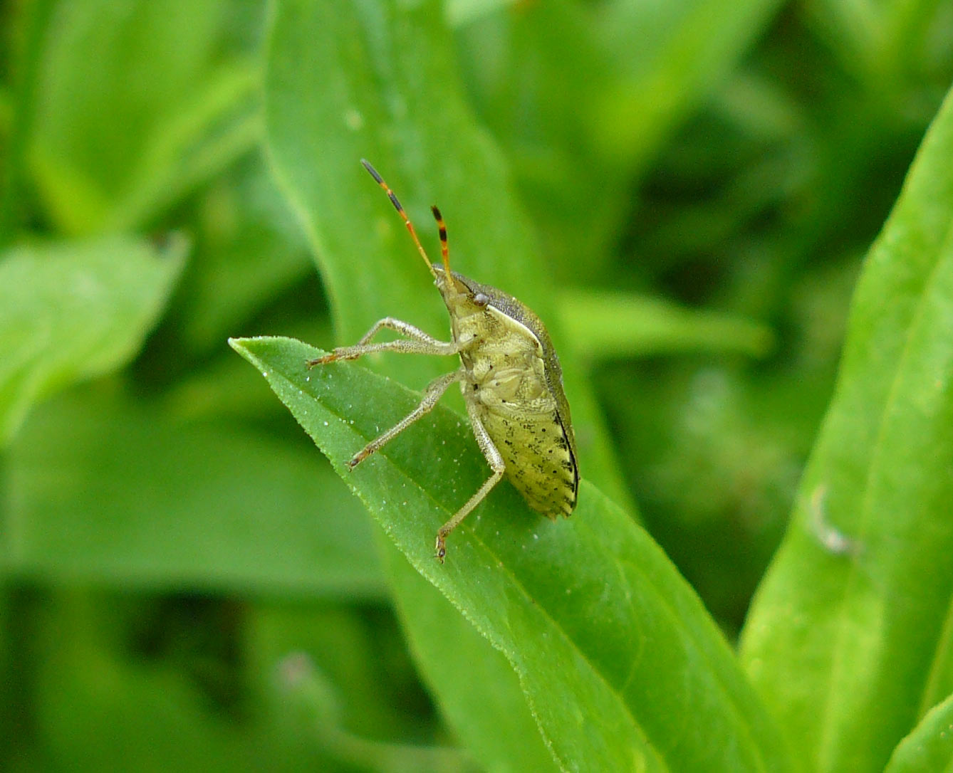 Holcostethus strictus vernalis??  Sì ma ora Peribalus strictus
