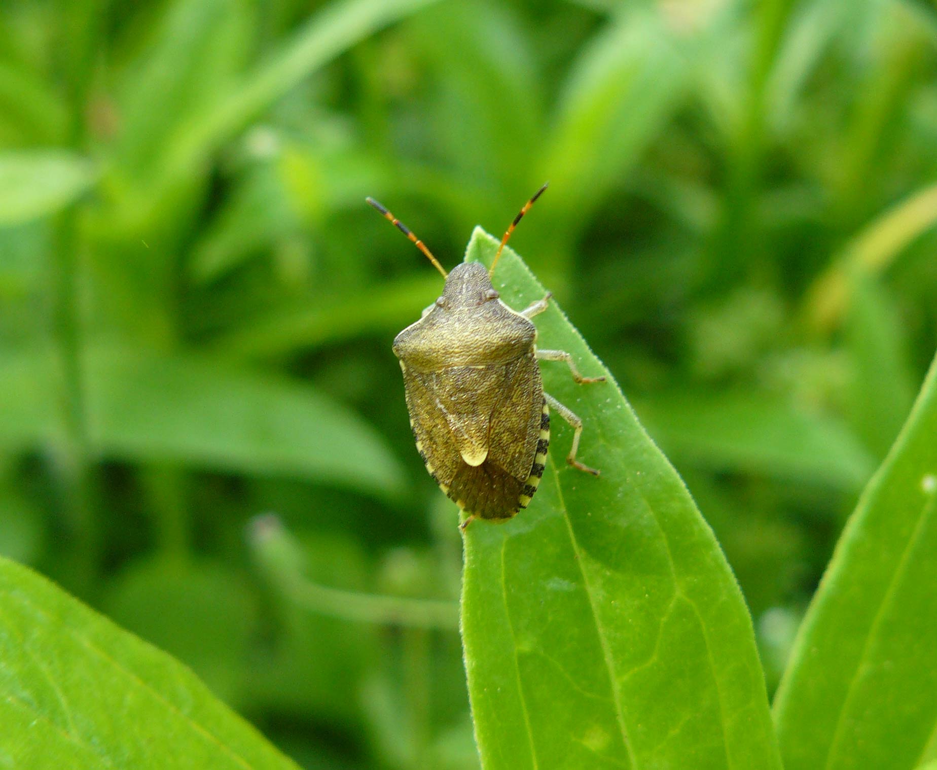 Holcostethus strictus vernalis??  Sì ma ora Peribalus strictus