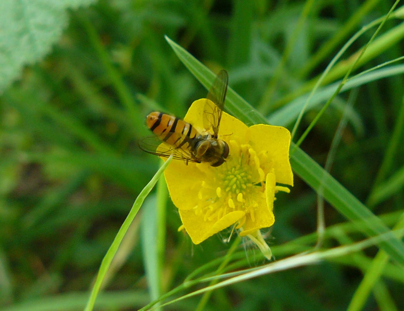 Episyrphus balteatus (Syrphidae)