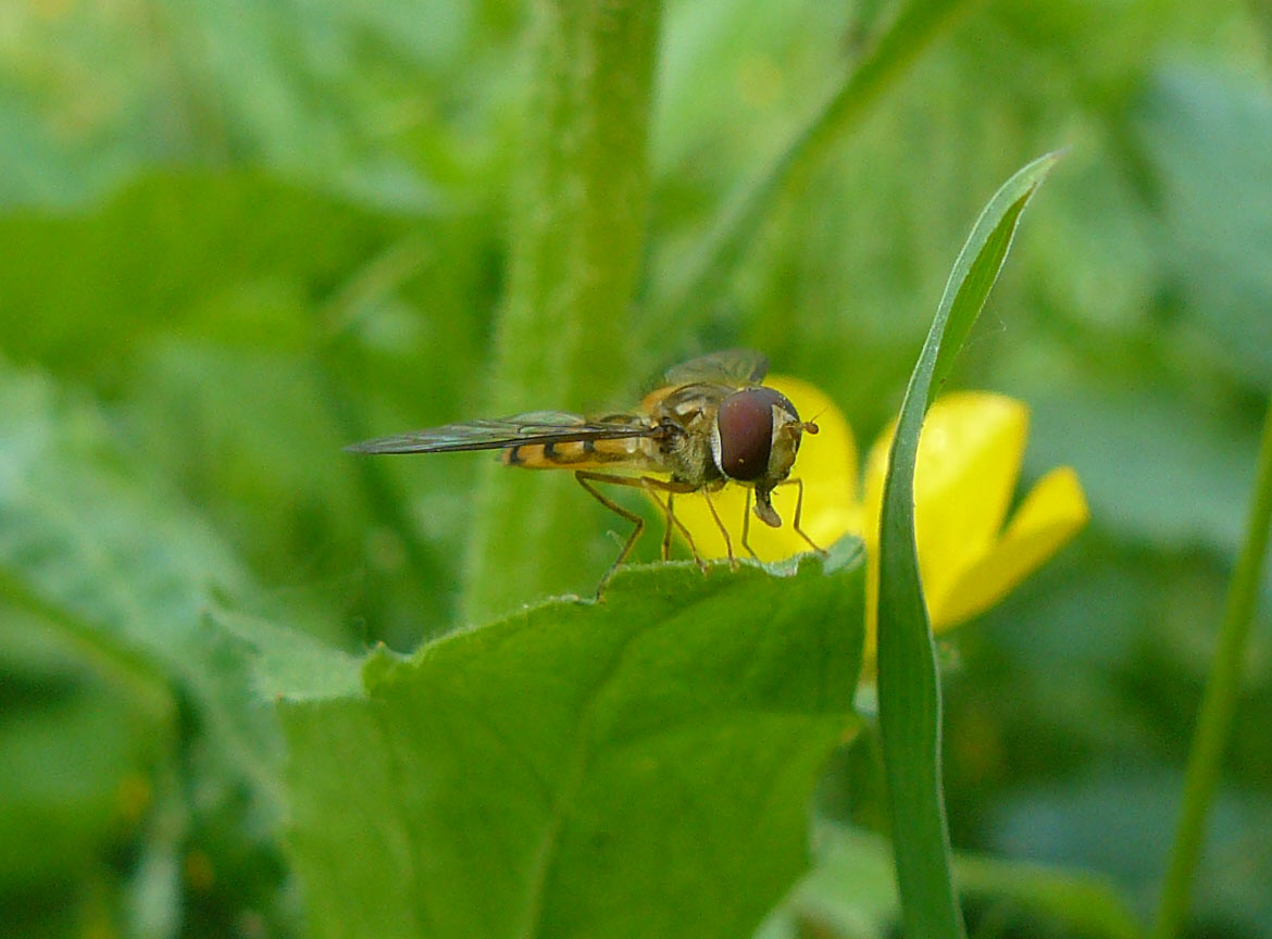 Episyrphus balteatus (Syrphidae)