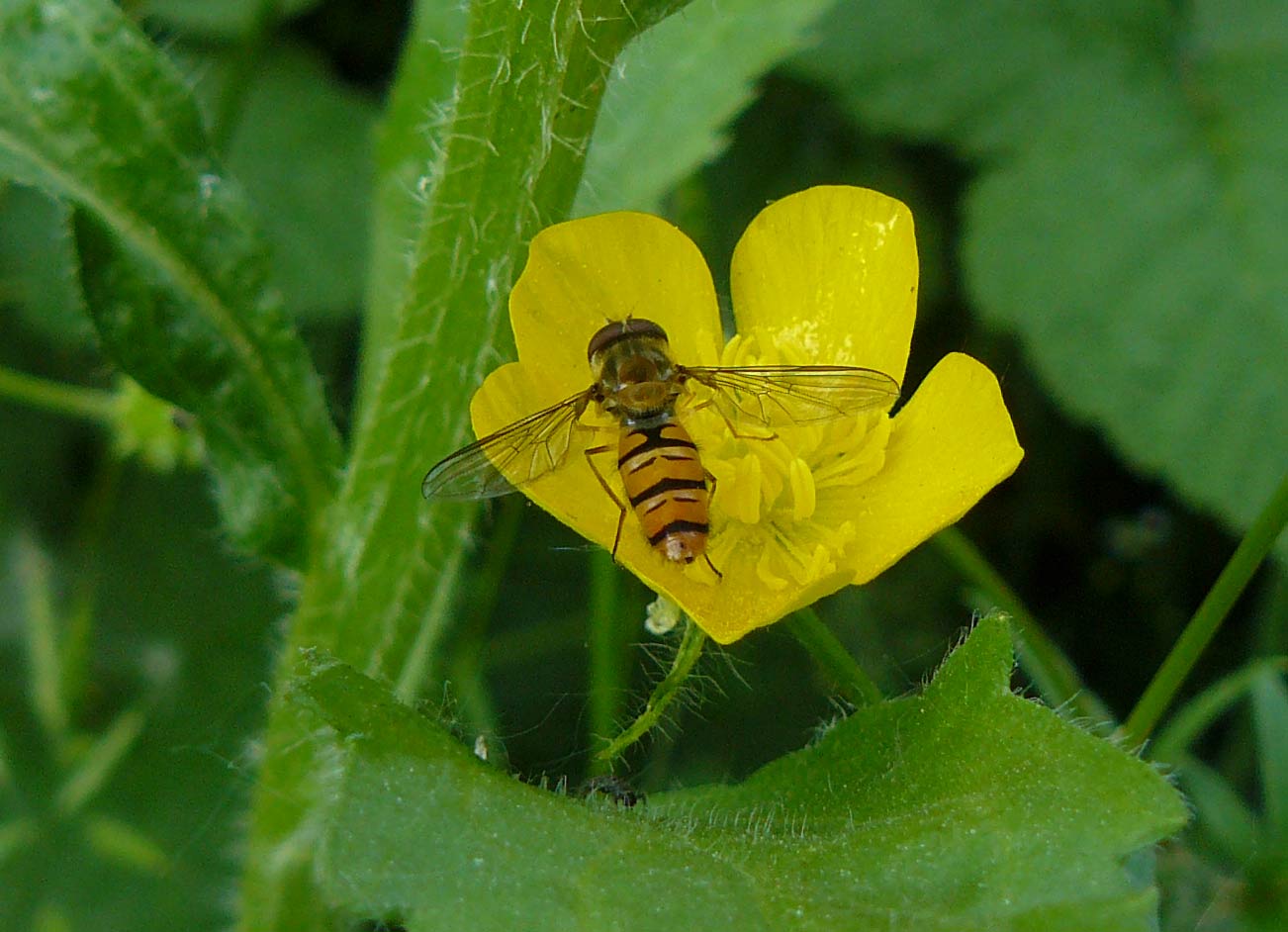 Episyrphus balteatus (Syrphidae)