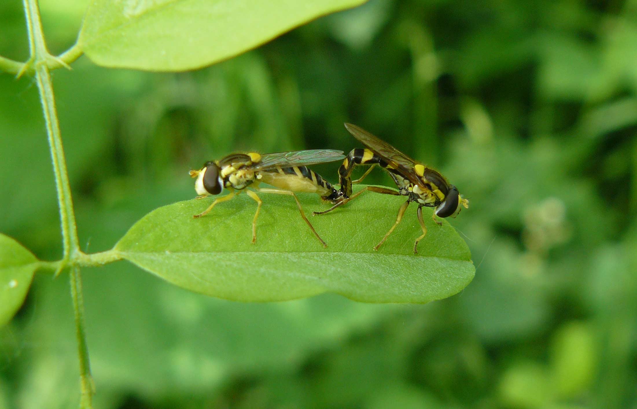 Sphaerophoria scripta (Syrphidae)