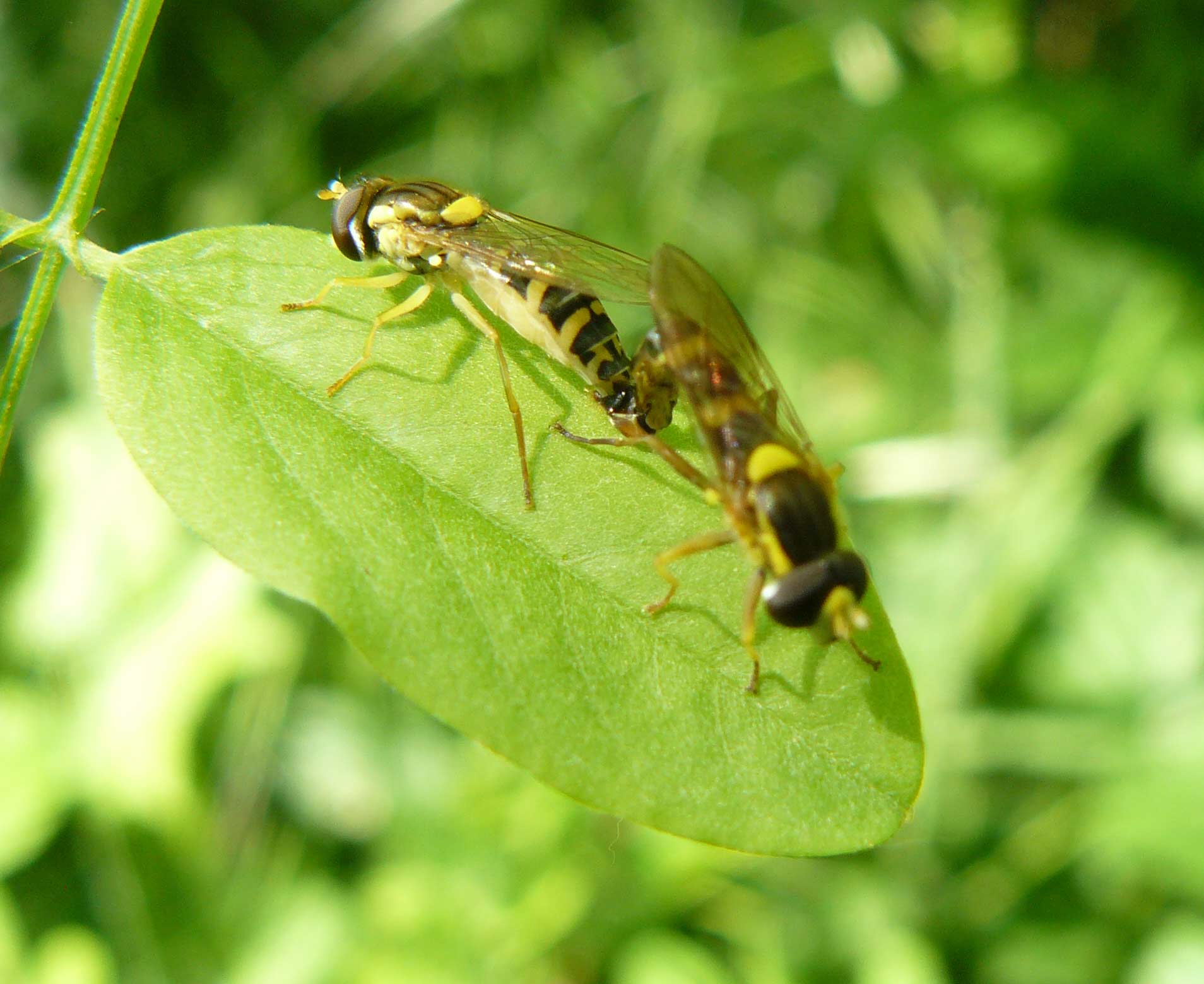 Sphaerophoria scripta (Syrphidae)