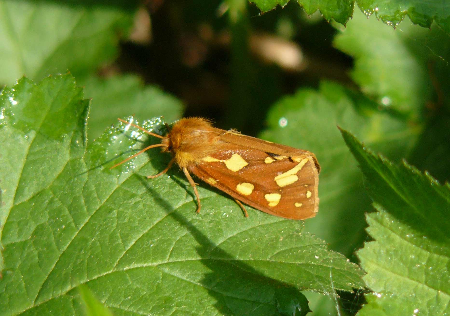 Hyphoraia aulica femmina??