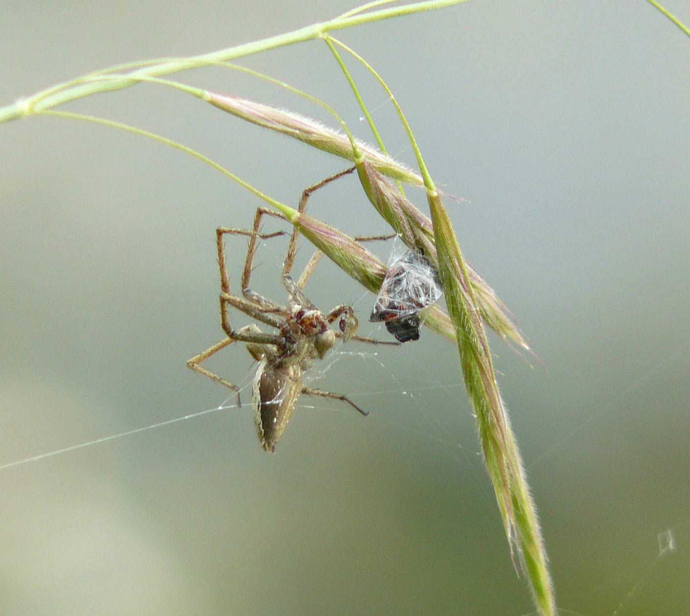Pisaura sp. con preda