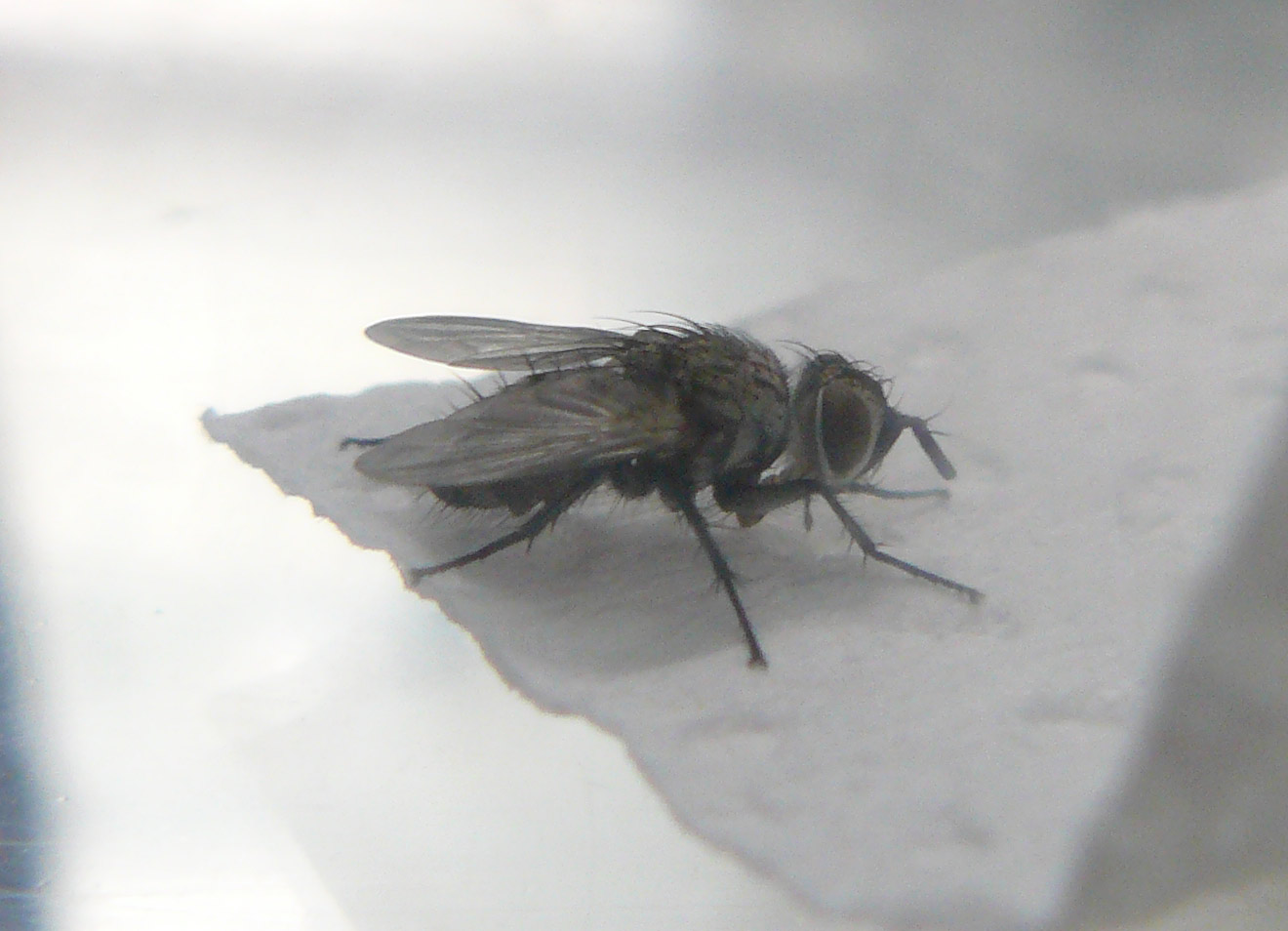 Tachinidae: Compsilura concinnata
