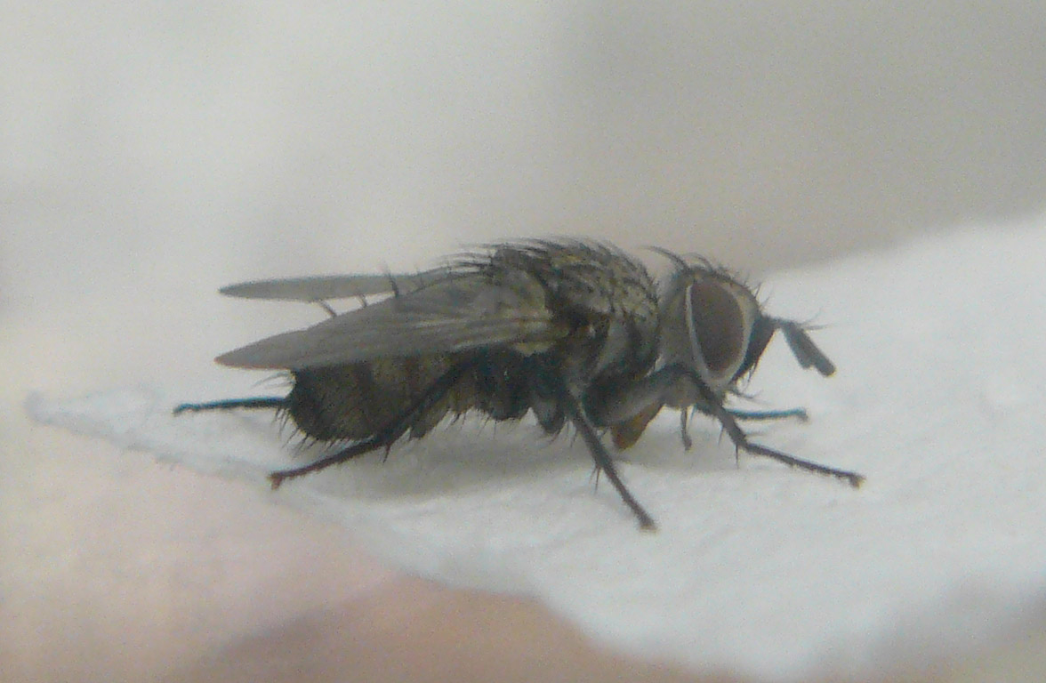 Tachinidae: Compsilura concinnata