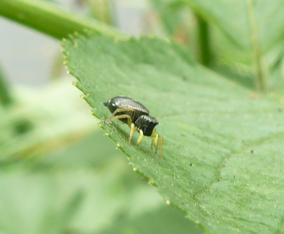Heliophanus sp.