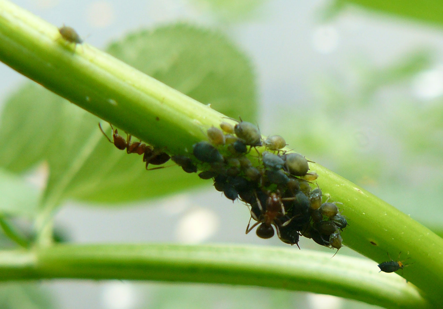 Afidi su robinia - Aphis sp.