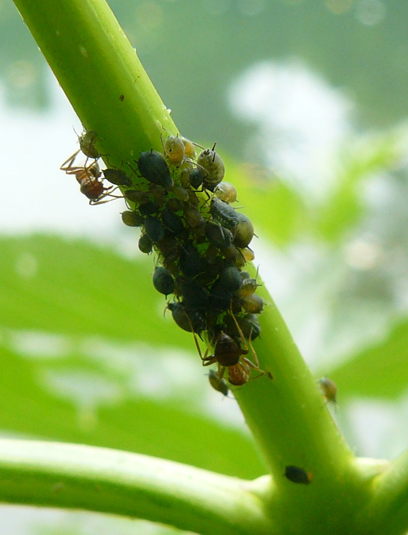 Afidi su robinia - Aphis sp.