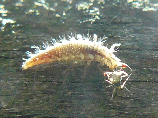Larva di Chrysopa?