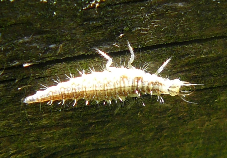 Larva di Chrysopa?