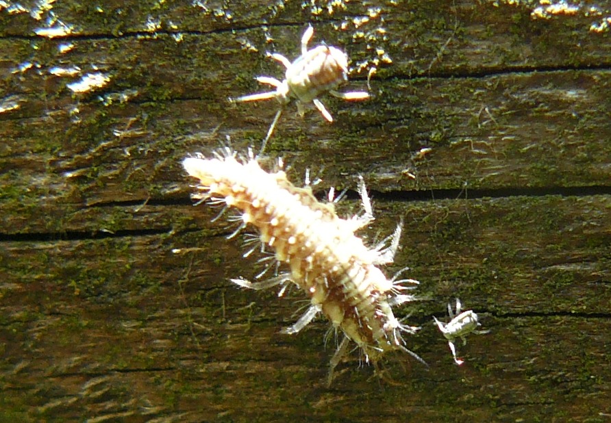 Larva di Chrysopa?