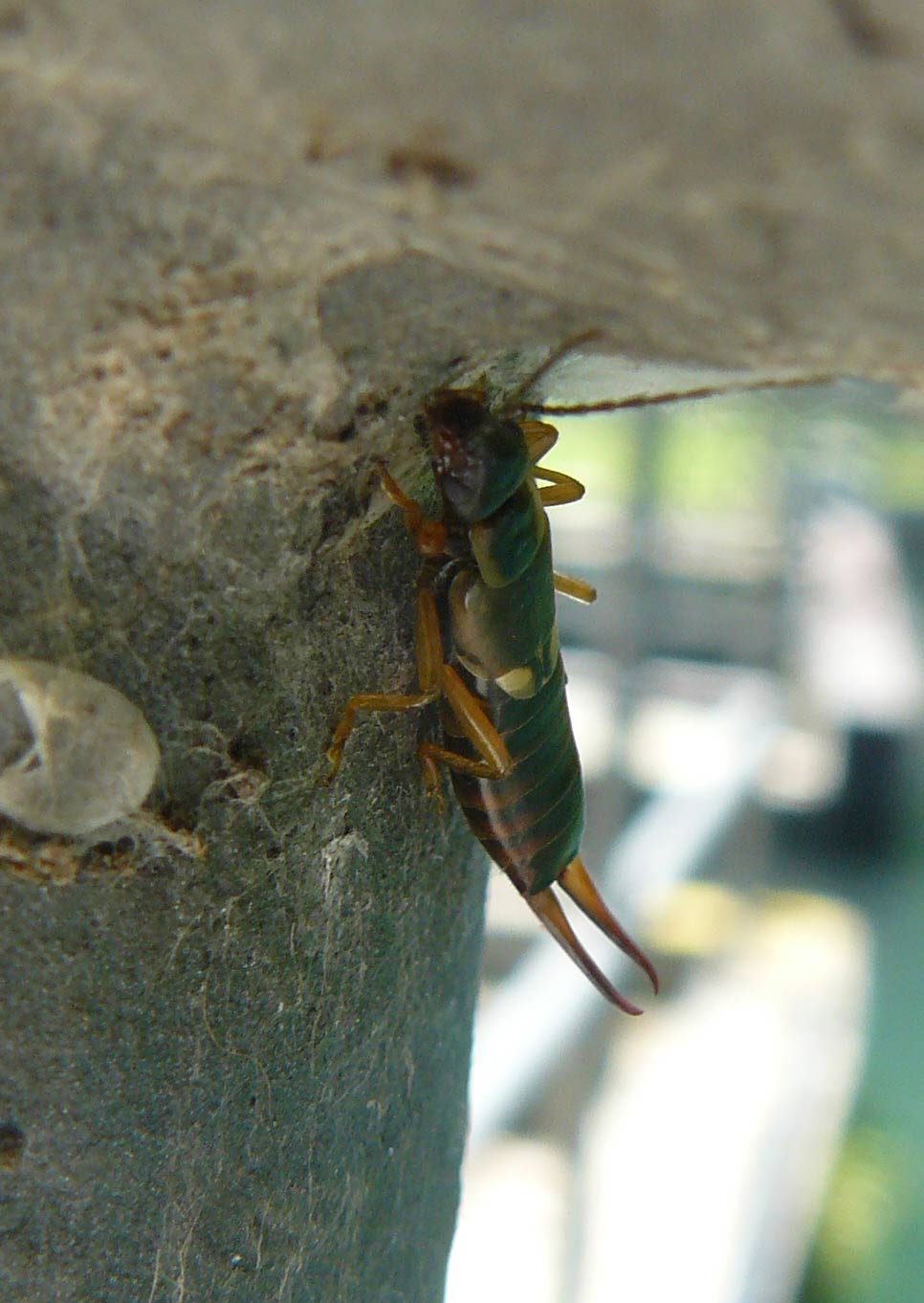 Forficula auricularia da Paderno