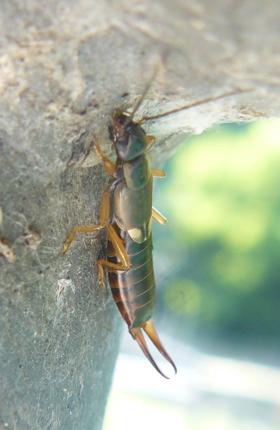 Forficula auricularia da Paderno