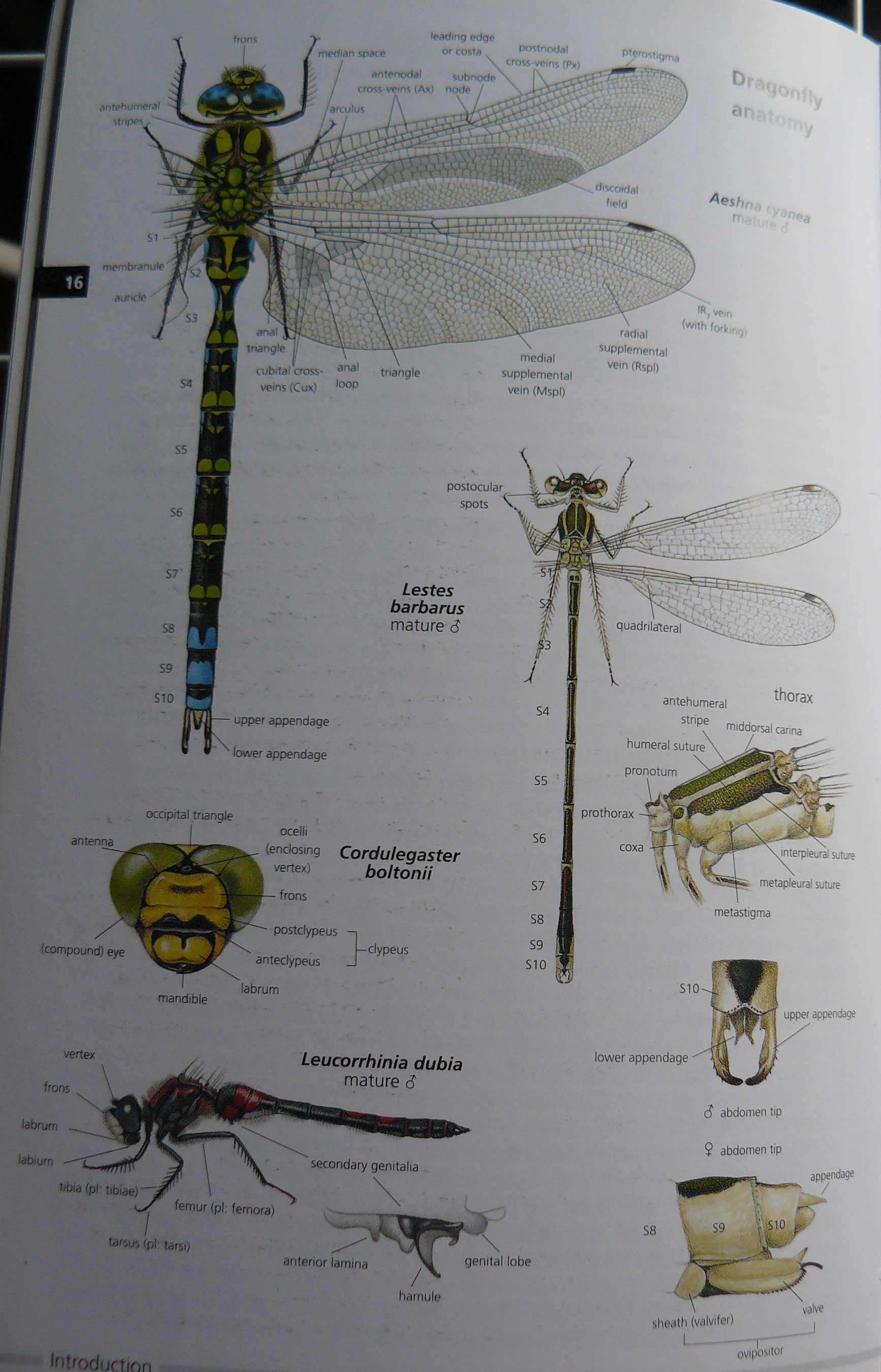 Doppio accoppiamento di Coenagrionidae