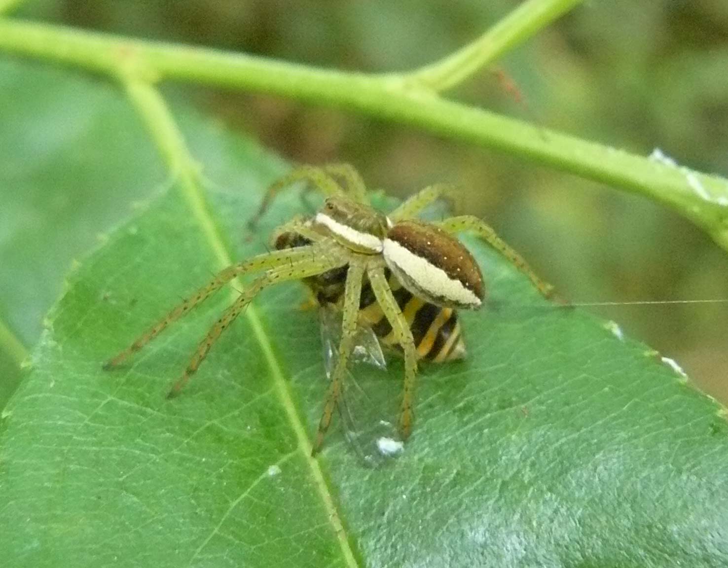 Dolomedes fimbriatus con Syrphidae?