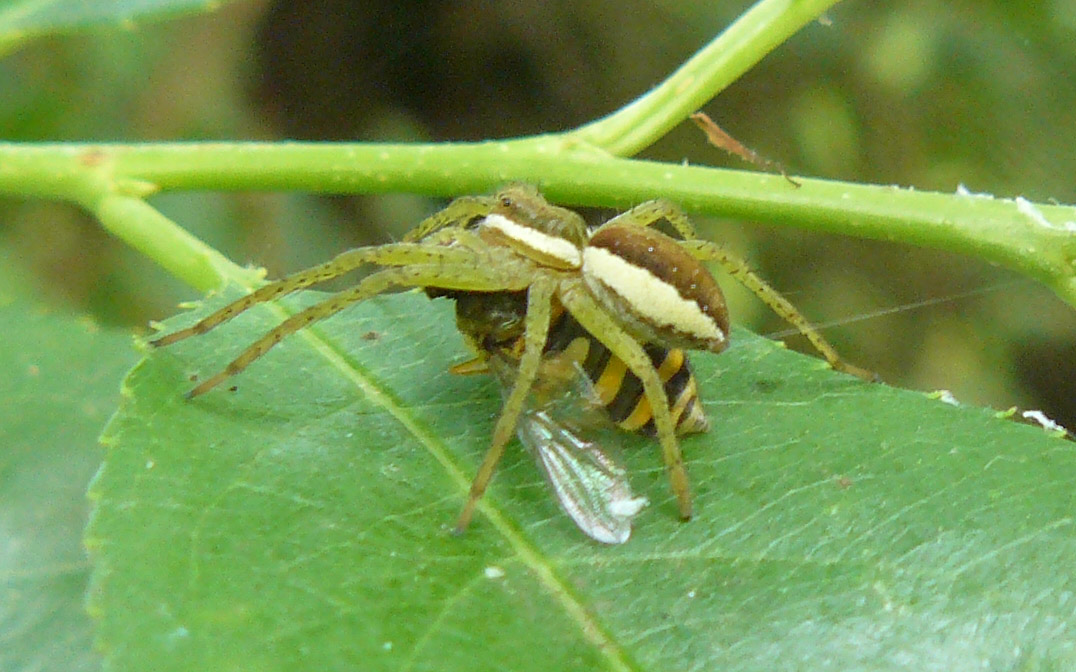 Dolomedes fimbriatus con Syrphidae?