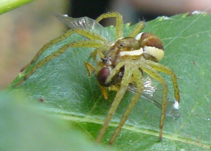 Dolomedes fimbriatus con Syrphidae?