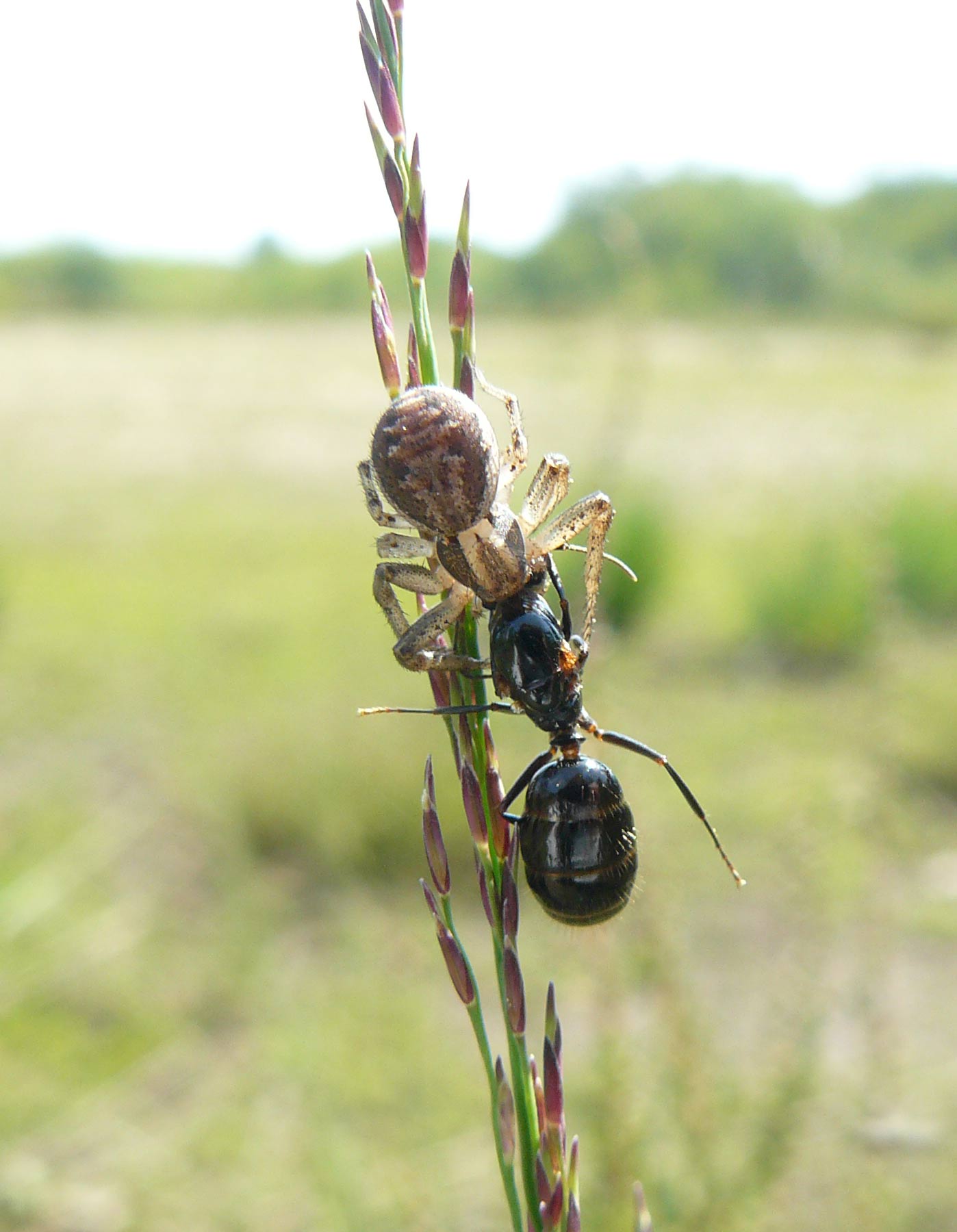 Xysticus sp con preda insolita