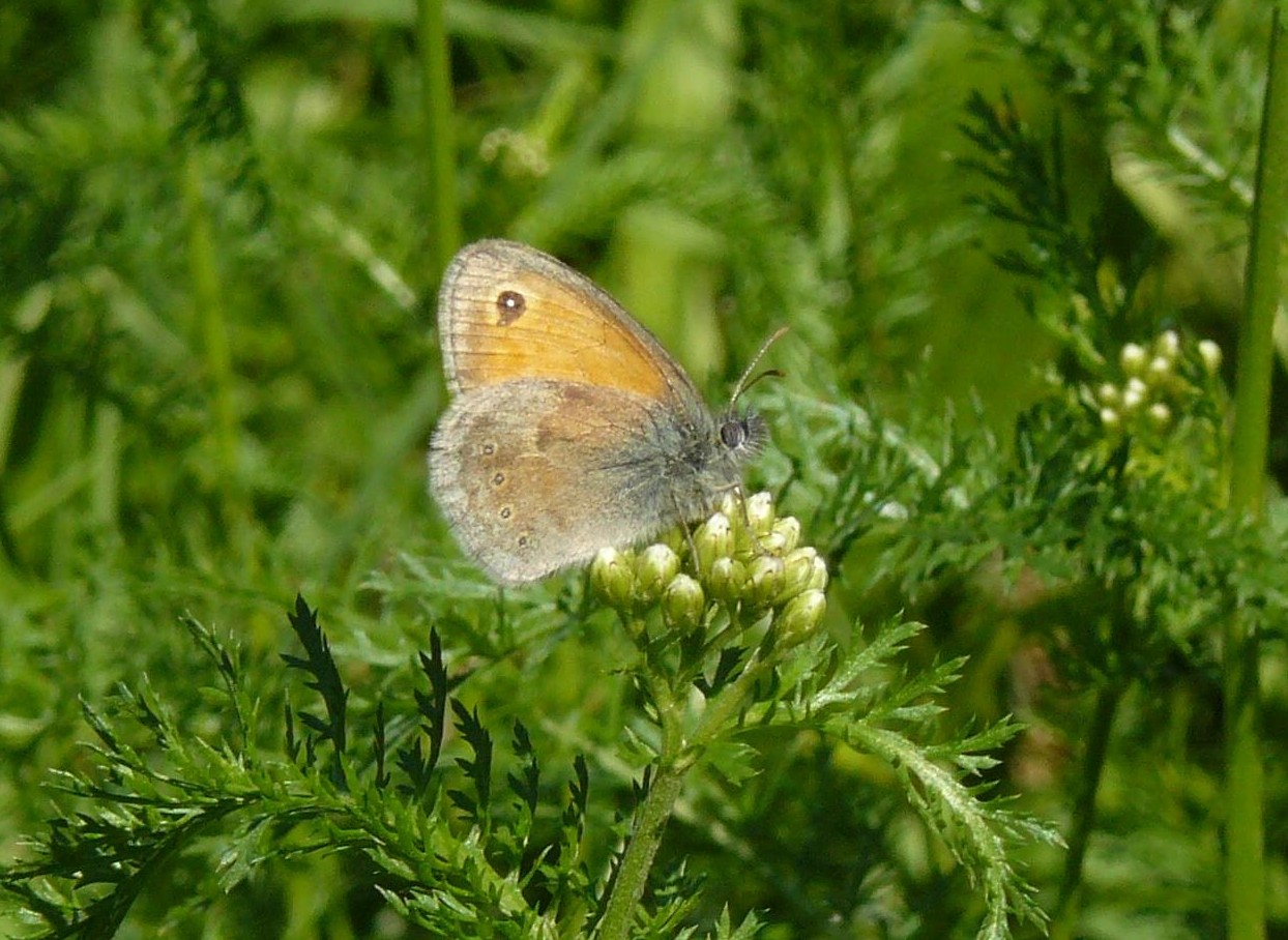 Coenonympha arcania?