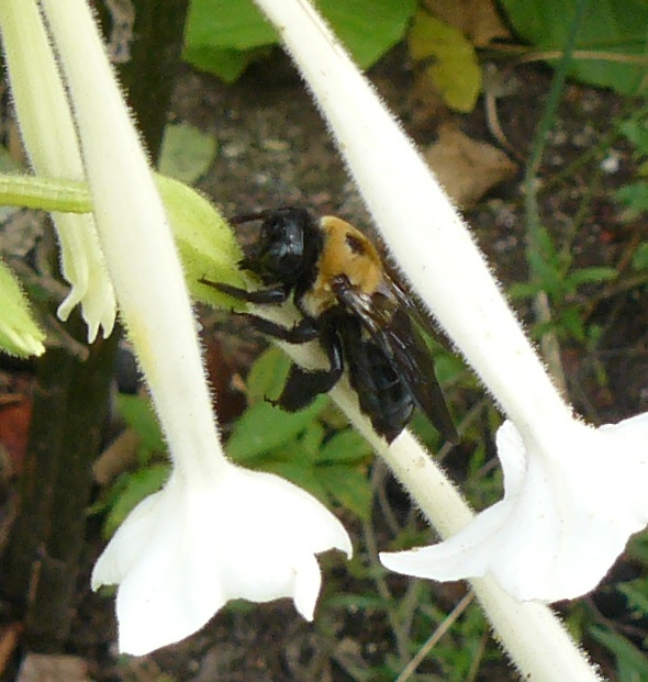 Bombi astuti (tecniche di perforazione del calice dei fiori)