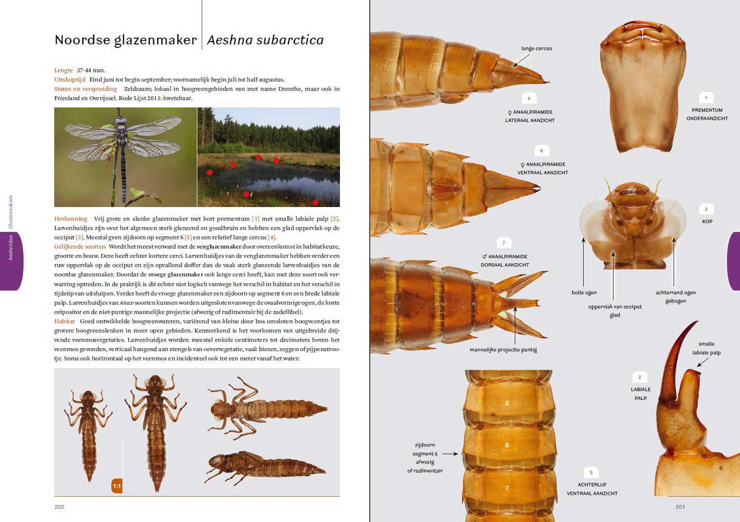 Photographic Guide to the Exuviae of European Dragonflies