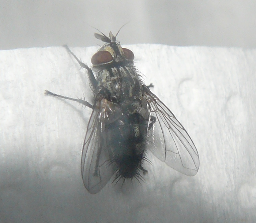 Tachinidae: Compsilura concinnata