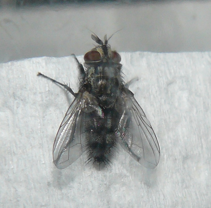 Tachinidae: Compsilura concinnata