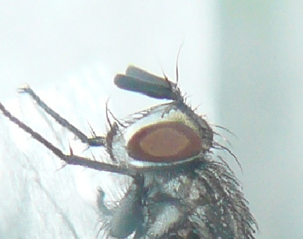 Tachinidae: Compsilura concinnata