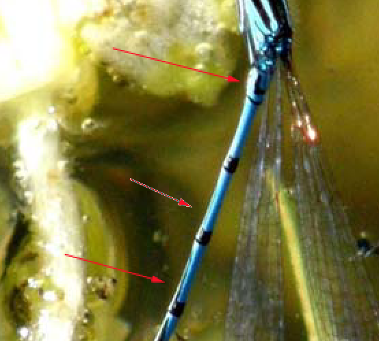 Doppio accoppiamento di Coenagrionidae
